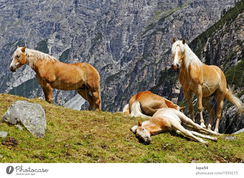 Ruhende Haflinger Tier Nutztier Pferd Fohlen 4 Tiergruppe Herde Tierjunges Tierfamilie liegen schlafen stehen groß schön braun weiß Zufriedenheit Tierliebe