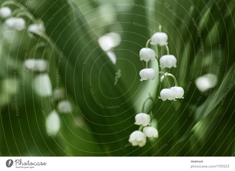 Maiglöckchen Duft Muttertag Gartenarbeit Gärtnerei Natur Frühling Blume Blatt Blüte frisch grün weiß Frühlingsgefühle Gift Frühlingsblume Frühlingsblumenbeet