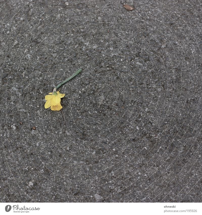 Ostern is over Umwelt Natur Pflanze Blume Gelbe Narzisse Straße Beton Traurigkeit Sorge Trauer Liebeskummer Schmerz gebrochen Farbfoto Gedeckte Farben