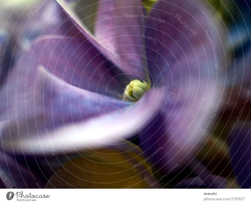 lilablassblau Natur Pflanze Frühling Sommer Blatt Blüte Topfpflanze Duft violett Blütenblatt Hortensie Hortensienblüte Hortensienblätter Blühend