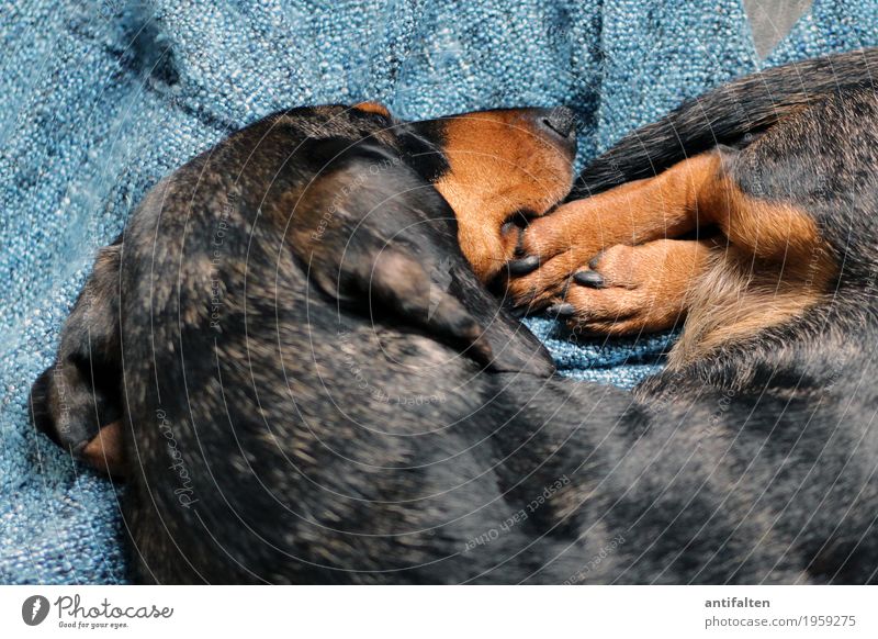 Süße Träume Decke Wolldecke Tier Haustier Hund Tiergesicht Fell Pfote Dackel Schnauze 1 schlafen Freundlichkeit kuschlig natürlich Wärme braun schwarz