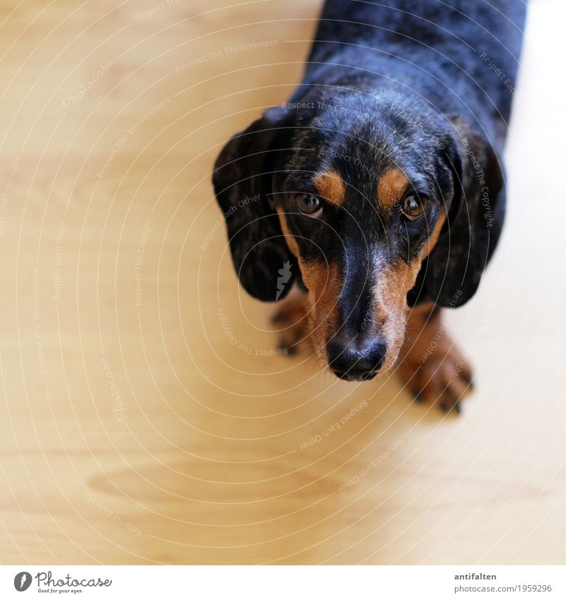 Ich bin's, der Carlson! Häusliches Leben Wohnung Tier Haustier Hund Tiergesicht Fell Pfote Dackel Nase Auge Ohr Schnauze 1 beobachten Blick ästhetisch