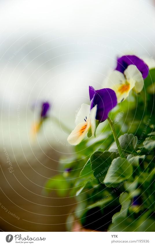 Schwiegermutter? Umwelt Natur Pflanze Himmel Wolken Frühling Blatt Blüte Grünpflanze Garten Blühend Wachstum ästhetisch Duft frisch hell natürlich Wärme grün