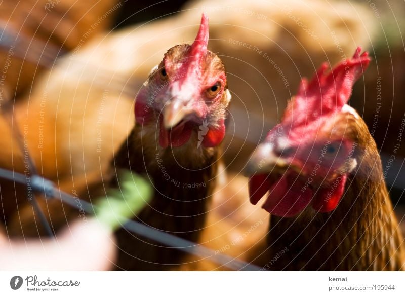 Soll ich? Soll ich nicht? Bauernhof Landleben Tier Nutztier Tiergesicht Haushuhn Hahnenkamm Auge 2 Tiergruppe Tierpaar Fressen warten braun grün rot