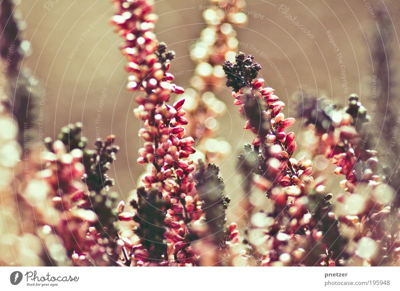 Sonnenlicht Umwelt Natur Landschaft Frühling Sommer Schönes Wetter Pflanze Blume Blatt Blüte außergewöhnlich Wärme rosa Gefühle Stimmung Freude Glück