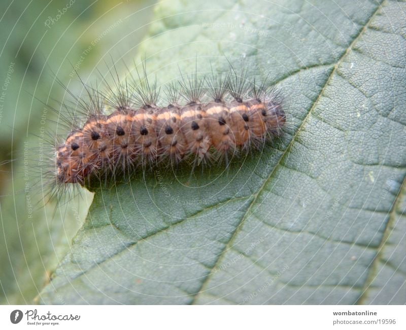 Nimmersatt Blatt grün Verkehr Raupe Natur Nahaufnahme Haare & Frisuren