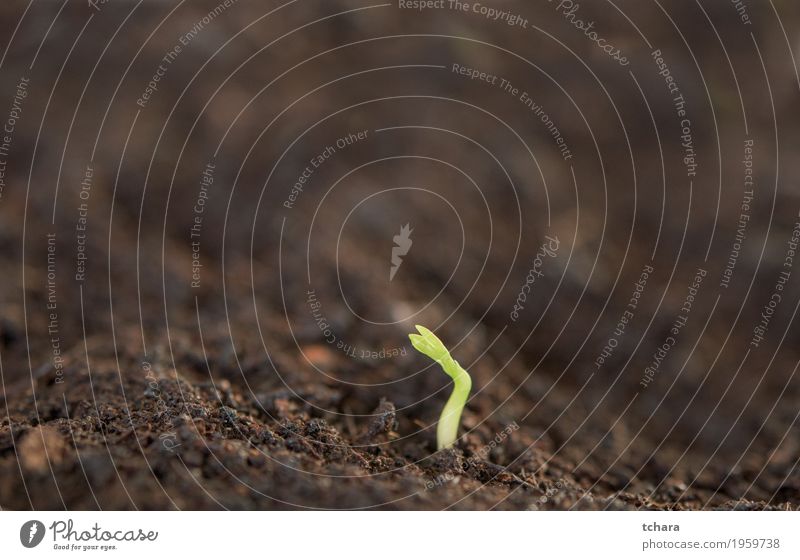 Neue Pflanze Leben Garten Gartenarbeit Baby Hand Umwelt Natur Erde Baum Blatt Wachstum frisch klein natürlich neu grün Samen Ackerbau Setzling Keimling jung