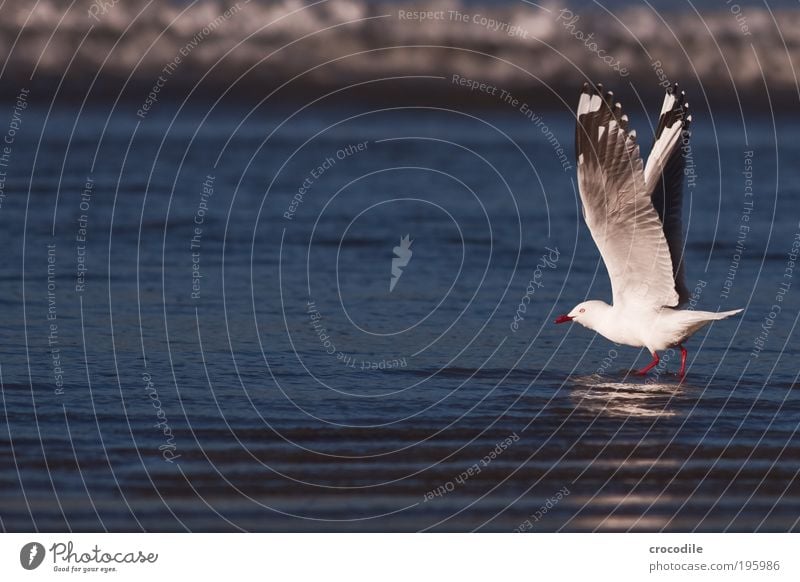 New Zealand VII Tier Wildtier Vogel Möwe 1 fliegen stehen ästhetisch authentisch bedrohlich schön muskulös Zufriedenheit Lebensfreude Begeisterung selbstbewußt