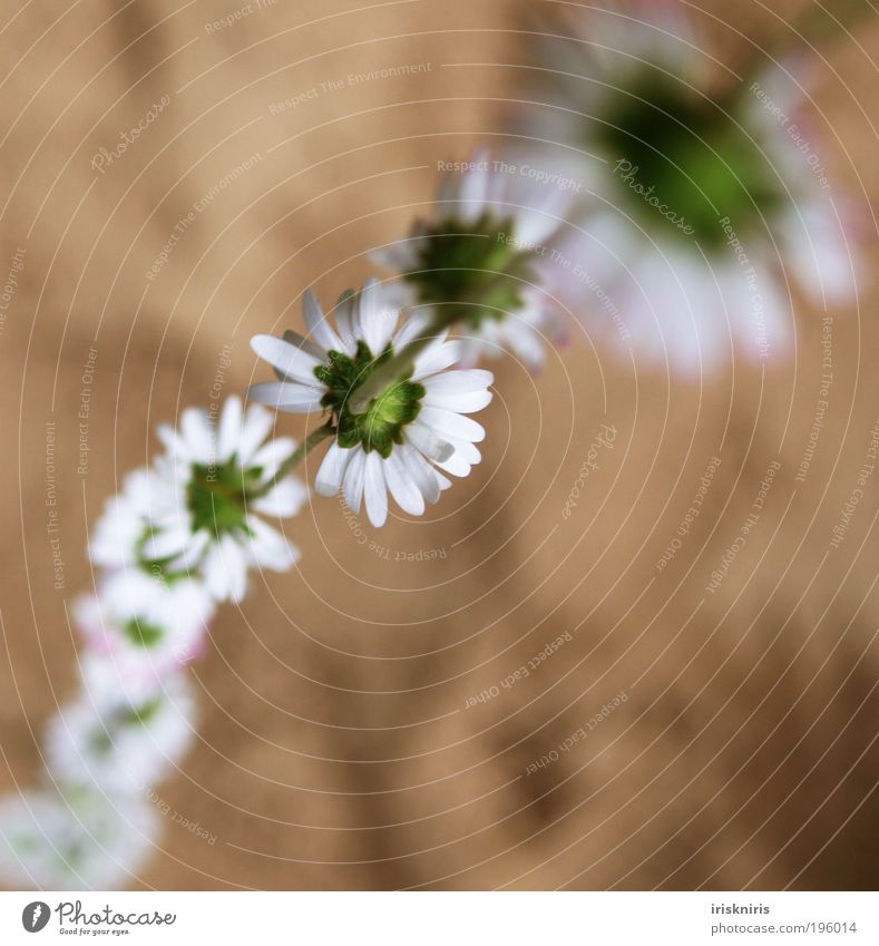 Blümchen an Blümchen an ... Basteln Kinderspiel Natur Pflanze Sand Frühling Sommer Blume Gänseblümchen Halskette Blütenkette Kindheitserinnerung Rückansicht