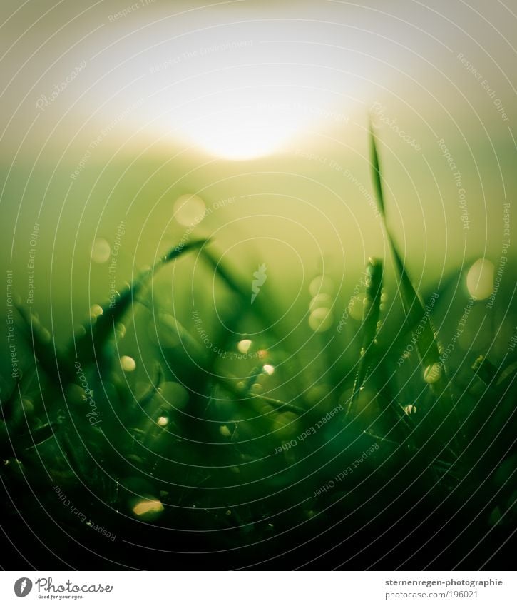 Glitzergras Gras Wiese Tau Morgen grün Pflanze Feld Erde Unschärfe Natur Frühling Sommer Wassertropfen Tropfen