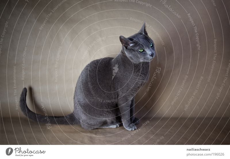 Bonnie Tier Haustier Katze 1 sitzen ästhetisch elegant niedlich Russland blau russisch blau rassekatze reinrassig Farbfoto Gedeckte Farben Innenaufnahme