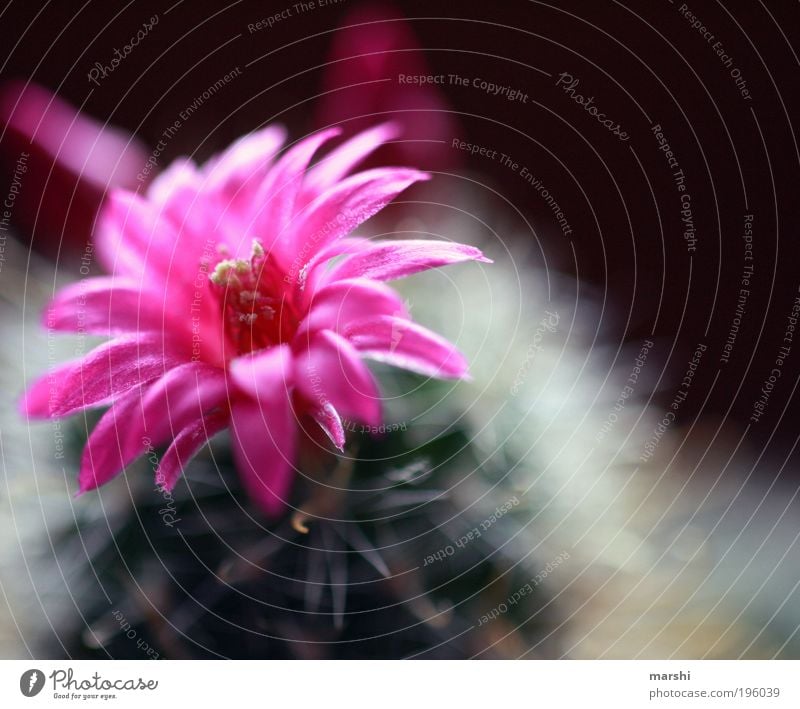 er blüht... Natur Pflanze Blume Kaktus Blüte exotisch Wachstum grün rosa Unschärfe klein stachelig weich Blühend Farbfoto Außenaufnahme