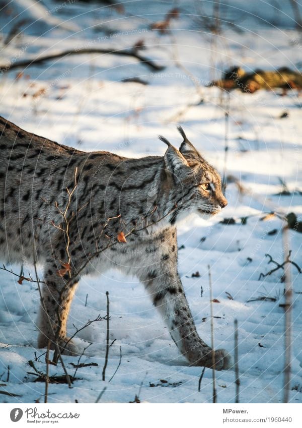 luchs Tier Katze 1 schön Luchs Winter Wildkatze Landraubtier Wald Wildpark Pfote Farbfoto Außenaufnahme Menschenleer Schwache Tiefenschärfe Tierporträt Blick