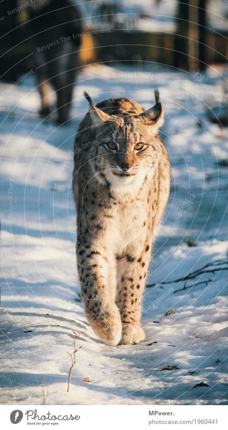 luchs Tier Katze 1 schön Luchs Winter Wildkatze Landraubtier Wald Wildpark Pfote Farbfoto Außenaufnahme Menschenleer Schwache Tiefenschärfe Tierporträt Blick