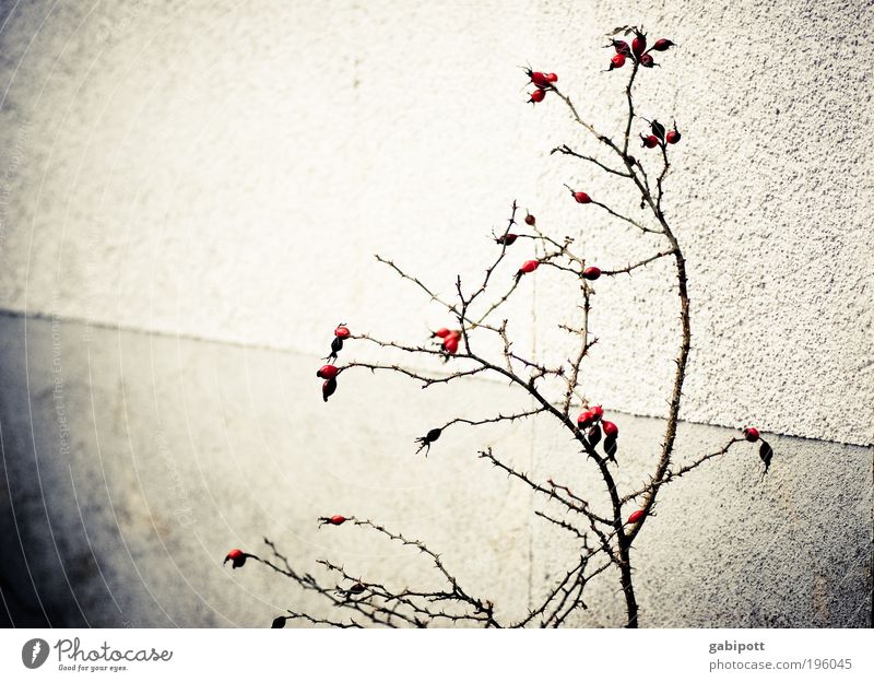 Hinterhofidylle oder die unendliche Trostlosigkeit des Seins Umwelt Natur Winter Pflanze Sträucher Blüte Nutzpflanze Wildpflanze Hagebutten Mauer Wand Fassade