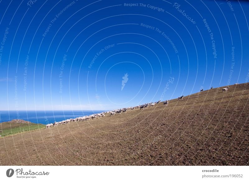 New Zealand XIX Umwelt Natur Landschaft Klima Klimawandel Wetter Schönes Wetter Wiese Feld Hügel Küste Bucht Meer Tier Haustier Nutztier Fell Schaf Lamm