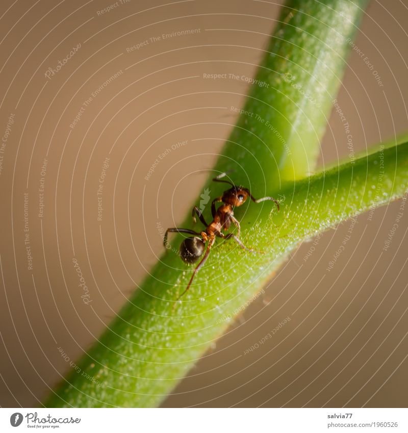 rechts oder links Umwelt Natur Pflanze Tier Frühling Sommer Stengel Wald Ameise Insekt Waldameise 1 wählen krabbeln klein braun grün Wege & Pfade Ziel