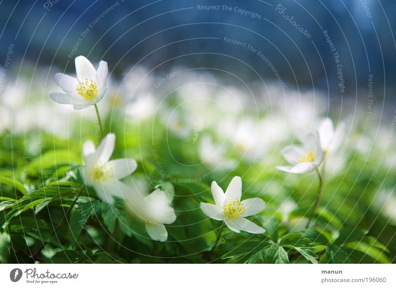 Blauweißgrün Erholung Duft Ausflug Muttertag Umwelt Natur Frühling Schönes Wetter Blume Blüte Wildpflanze Buschwindröschen Anemonen Waldblume Park hell schön