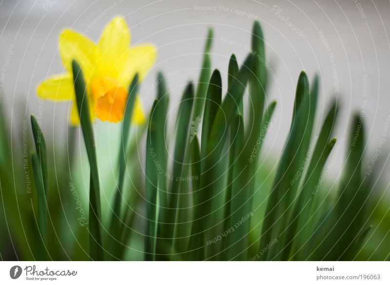 Kleine Sonne Umwelt Natur Pflanze Frühling Schönes Wetter Blume Sträucher Blüte Grünpflanze Topfpflanze Gelbe Narzisse Narzissen Blühend Duft stehen leuchten