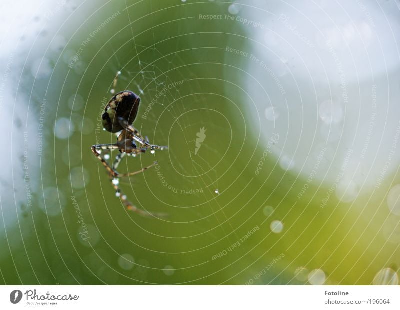 Nützlich, aber ... Umwelt Natur Pflanze Tier Urelemente Luft Wasser Wassertropfen Sonnenlicht Frühling Sommer Klima Wetter Schönes Wetter Regen Wärme Park