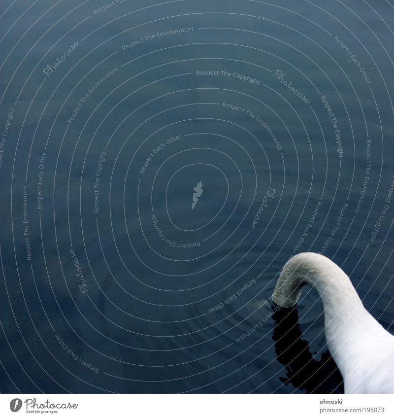 Durst Umwelt Natur Tier Wasser Wildtier Vogel Schwan 1 trinken weiß Sorge Ärger Frustration Verzweiflung Hals Fluss Farbfoto Außenaufnahme Nahaufnahme