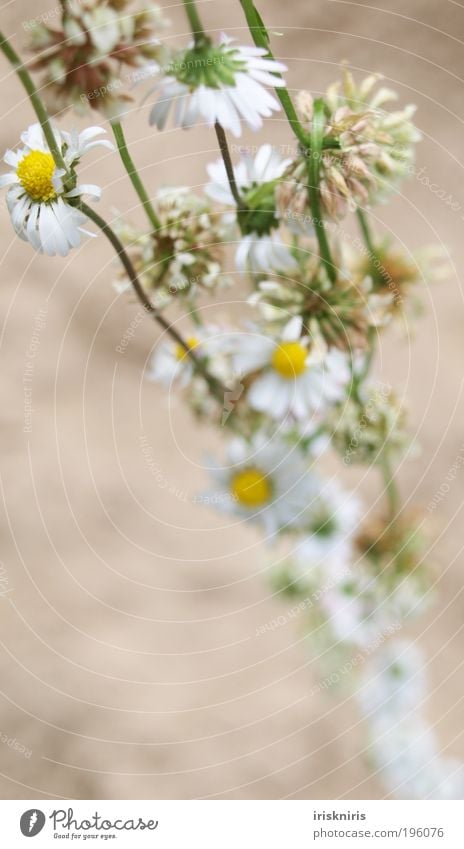 Naturschmuck Kette Blütenkette Gänseblümchen Klee Kleeblüte Schmuck Außenaufnahme Kamille gebunden umhängen schön Romantik Unschärfe Pflanze Kindheitserinnerung