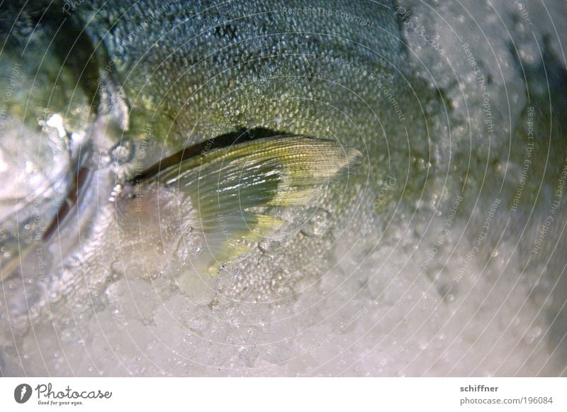 Großmaul on the rocks Nordsee Tier Fisch liegen kalt schleimig Ernährung Schuppen Flosse winken Forelle lecker Feinschmecker frisch Kieme Karfreitag Nahaufnahme