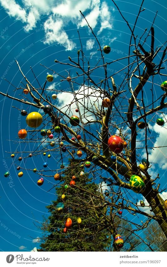 Nach Ostern ist vor Ostern März Garten Baum Sträucher Gänseblümchen Osterholz Osterei Blumenstrauß osterschmuck Ei Himmel Himmel (Jenseits) Wolken Frühling