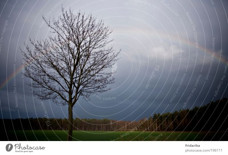 regenbogen auf dem weg nach hause Ausflug Ferne Freiheit Expedition Wald Landschaft Pflanze Tier Gewitterwolken Horizont Frühling Baum Tanne Nadelwald Wiese