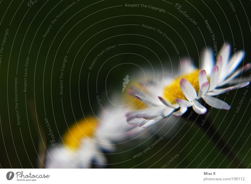 Gänseblümchen Umwelt Natur Frühling Sommer Schönes Wetter Pflanze Blume Blatt Park Wiese Blühend Wachstum Duft Fröhlichkeit frisch klein Blütenblatt Farbfoto