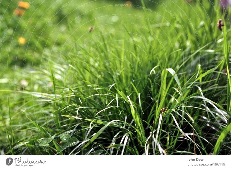 Ein Stück Sommer Frühling Pflanze Gras Grünpflanze Wiese Biene natürlich grün Frühlingsgefühle Natur sommerlich Insekt Honigbiene Grasbüschel Halm grasgrün