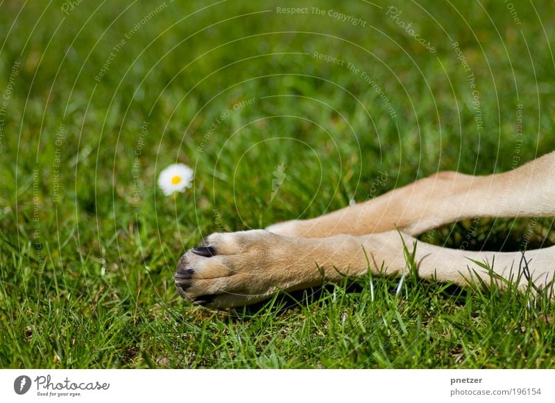 Grasgrün Umwelt Natur Frühling Sommer Klima Schönes Wetter Blume Blüte Garten Park Wiese Tier Haustier Hund 1 Tierjunges genießen liegen Spielen streichen