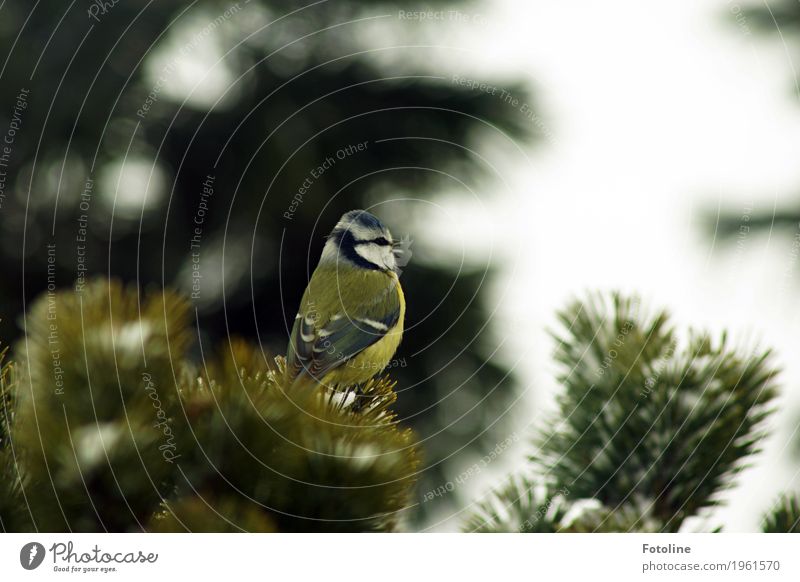 Opernsänger Umwelt Natur Pflanze Tier Winter Baum Wildtier Vogel Tiergesicht Flügel 1 frei klein nah natürlich gelb grün weiß Meisen Kohlmeise singen