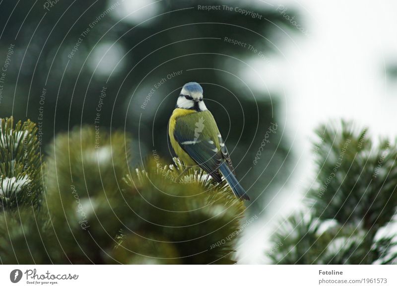 Nicht doch irgendwo ein Körnchen? Umwelt Natur Pflanze Tier Winter Baum Vogel Tiergesicht Flügel 1 frei hell klein natürlich blau grün weiß Meisen Blaumeise