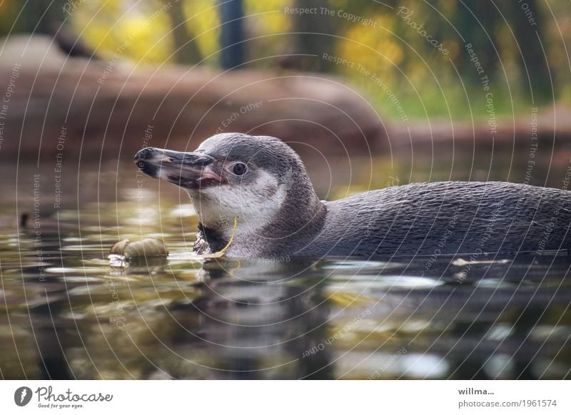 Schwimmender Humboldtpinguin Tier Wildtier Pinguin Humboldt-Pinguin Schwimmen & Baden Tierliebe Tierjunges Schnabel Farbfoto Außenaufnahme Tierporträt