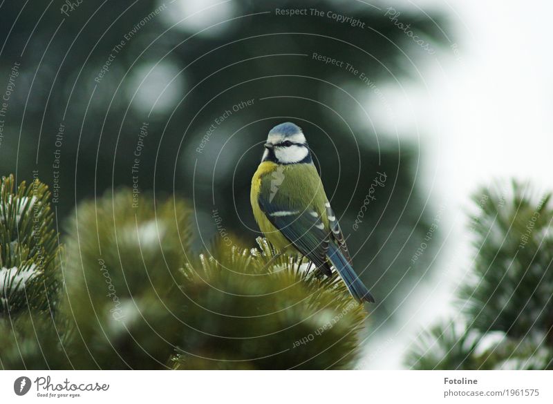 Tschiiiiiiiiiiiiiep! Umwelt Natur Pflanze Tier Winter Baum Wildtier Vogel Tiergesicht Flügel 1 frei klein nah natürlich blau grün weiß Blaumeise Meisen Tanne