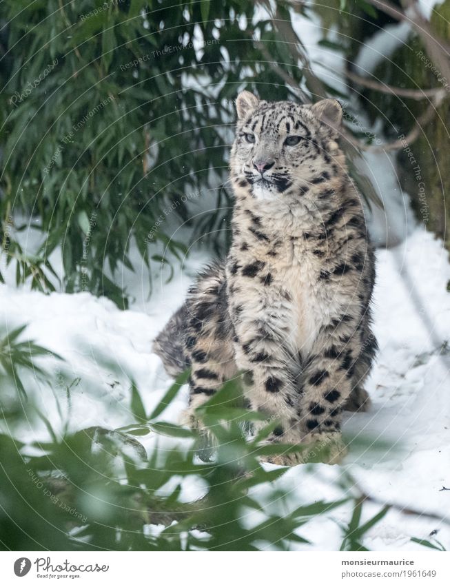 Schneeleopard im Neunkircher Zoo Wildtier Katze 1 Tier Tierjunges sitzen außergewöhnlich bedrohlich elegant Tierliebe entdecken Großkatze Leopard Farbfoto