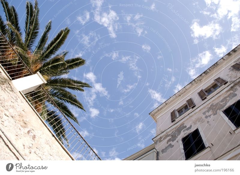 Mediterrane Ecke Ferien & Urlaub & Reisen Tourismus Sommerurlaub Himmel Schönes Wetter Palme Italien Dorf Kleinstadt Altstadt Haus Platz Fassade Garten genießen