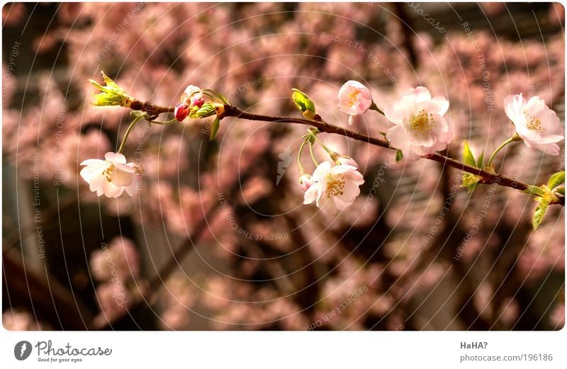 Gleaming Spring Natur Pflanze Sonnenlicht Frühling Schönes Wetter Baum Blüte Kirschblüte braun grün rosa Farbfoto mehrfarbig Außenaufnahme Nahaufnahme