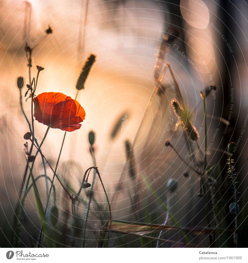 Mohntag schon wieder Natur Pflanze Himmel Sonnenaufgang Sonnenuntergang Sommer Schönes Wetter Klatschmohn Wiese Blühend leuchten ästhetisch braun grün orange