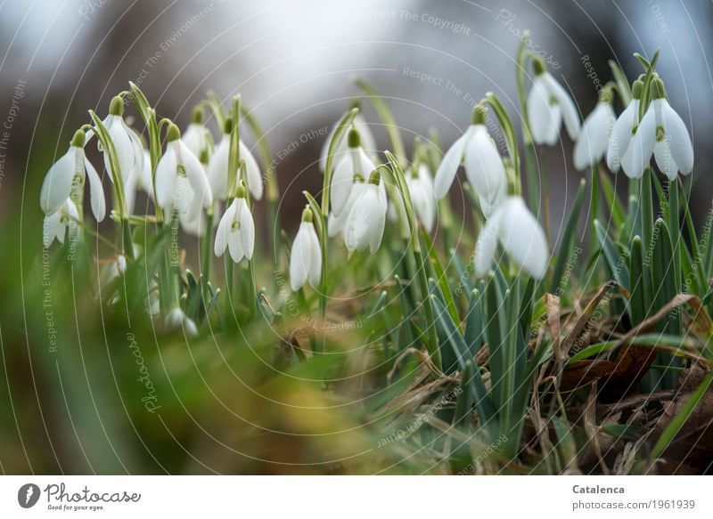 Weißsöckchen, Schneeglöckchen Natur Pflanze Winter schlechtes Wetter Blatt Blüte Garten Wiese Blühend Wachstum gelb grau grün weiß Fröhlichkeit Frühlingsgefühle