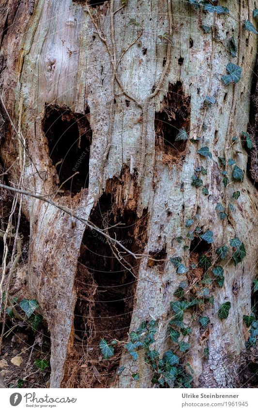 Scream in wood Karneval Halloween Mensch Kopf Gesicht 1 Natur Pflanze Baum Wald beobachten schreien Aggression bedrohlich dunkel gruselig hässlich natürlich