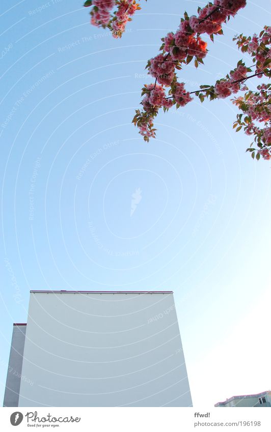 Urbaner Schönwuchs Umwelt Pflanze Himmel Frühling Klima Schönes Wetter Baum Blatt Blüte Ast Kleinstadt Haus Hochhaus Gebäude Architektur Fassade Duft Wachstum