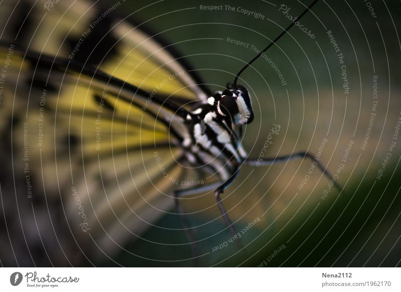 Fragility Umwelt Natur Tier Frühling Sommer Schönes Wetter Schmetterling Tiergesicht Flügel 1 gelb klein zerbrechlich schön sommerlich Leichtigkeit Farbfoto