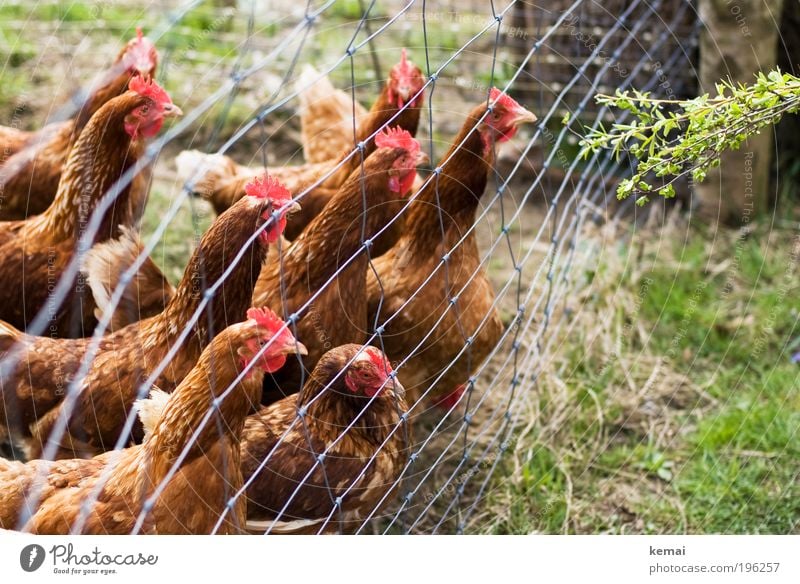 Hunger-Hühner Natur Erde Frühling Schönes Wetter Pflanze Gras Sträucher Grünpflanze Wildpflanze Dorf Zaun Tier Nutztier Tiergesicht Flügel Haushuhn Henne Feder