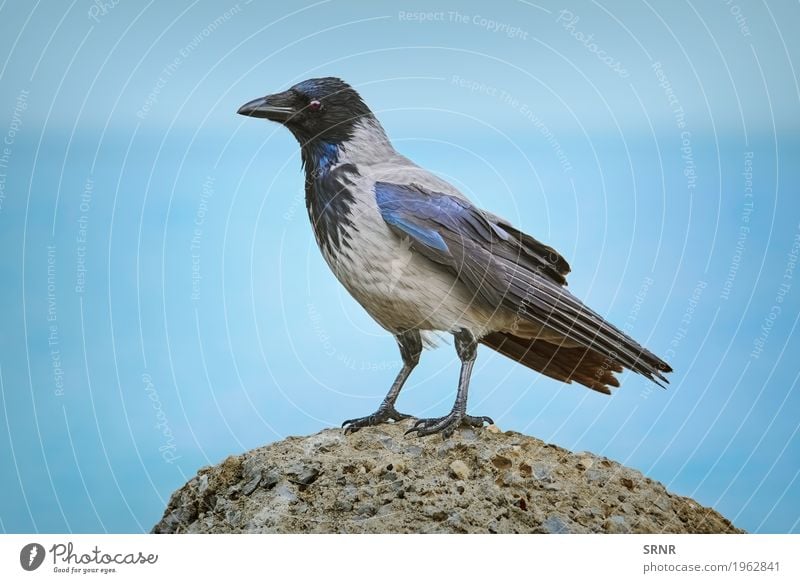 Krähe auf dem Stein Tier Vogel wild Vogelwelt Schnabel Geldscheine Vogelbeobachtung Corvidae Corvus eurasische Dohle europäische Dohle Fauna gefiedert