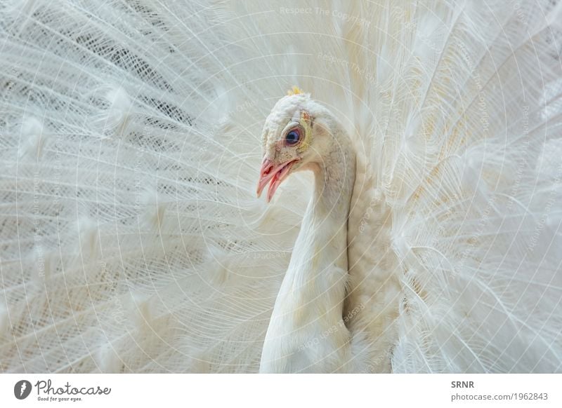 Portrait des weißen Pfaus Tier Vogel 1 wild Vogelwelt Festakt Balzritual verdeckte Federn extravaganter Schwanz Pavo Gefieder Leitwerke weißer Pfau