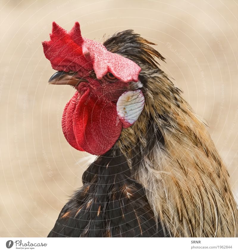 Porträt von Hahn Tier Vogel 1 braun Vogelwelt Schnabel Geldscheine Haustier domestiziertes Geflügel Galaxienvogel Allesfresser Federvieh roter Kamm Hühnervögel