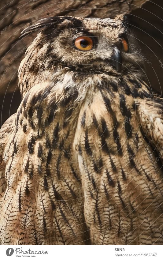 Eule blickt in Richtung Tier Wildtier Vogel 1 beobachten wild Vogelwelt Schnabel groß Greifvogel Vogelbeobachtung Fleischfresser fleischfressend Auge Fauna