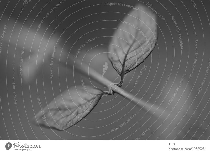 Blatt Natur Pflanze Frühling Sommer Herbst Winter Bewegung Blühend verblüht ästhetisch authentisch einfach elegant natürlich grau schwarz Gelassenheit geduldig